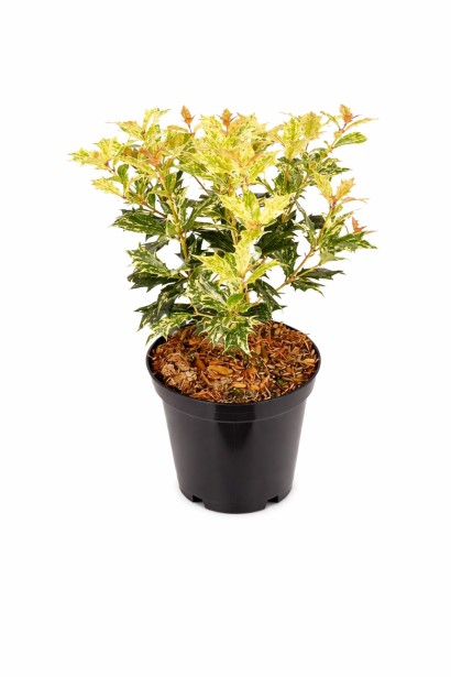 Osmanthus Goshiki купити в горщику 